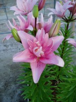 [1603 Elodie No01.JPG]